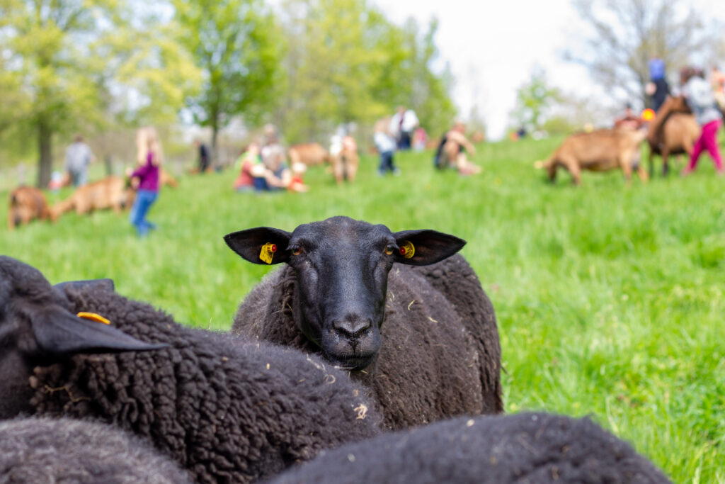 Weideveranstaltung bei den Schafen und Ziegen